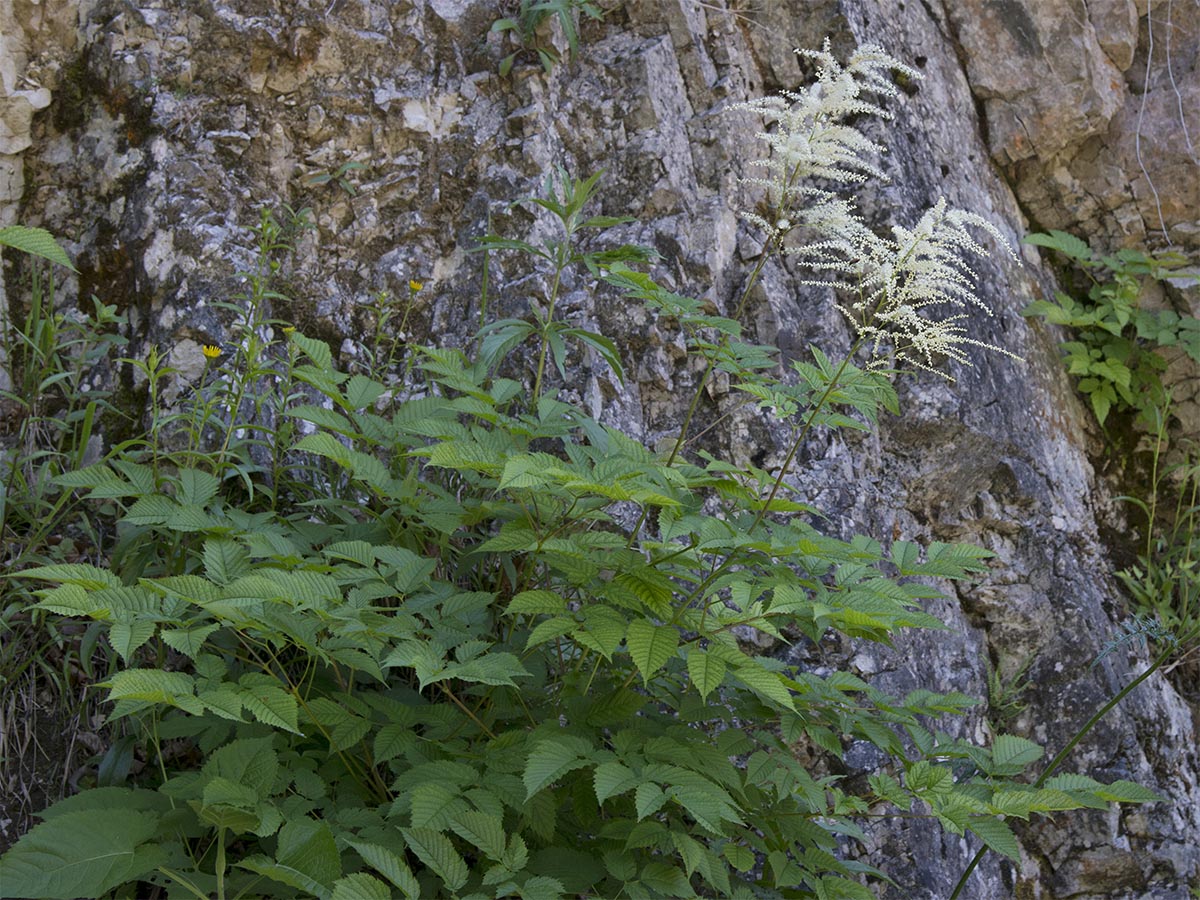 Aruncus sylvestris